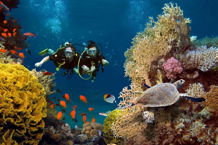 underwater view of a coral