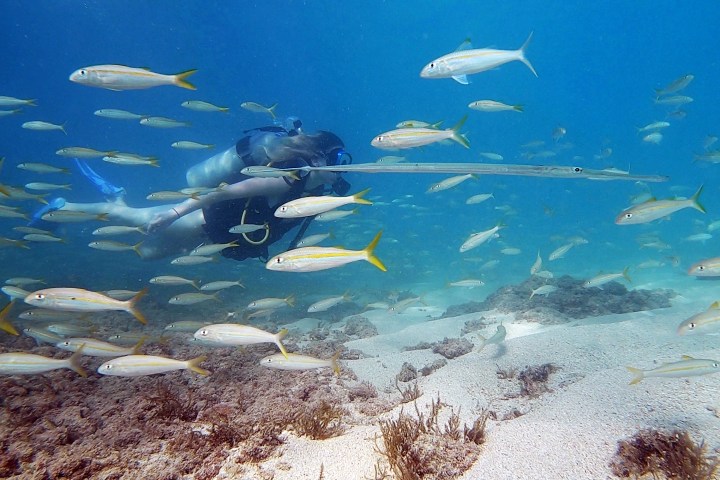 Scuba diver surrounded by a school of small yellow-tailed fish in clear ocean water.