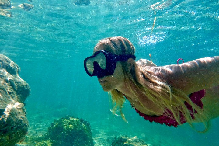 a dog swimming in a body of water