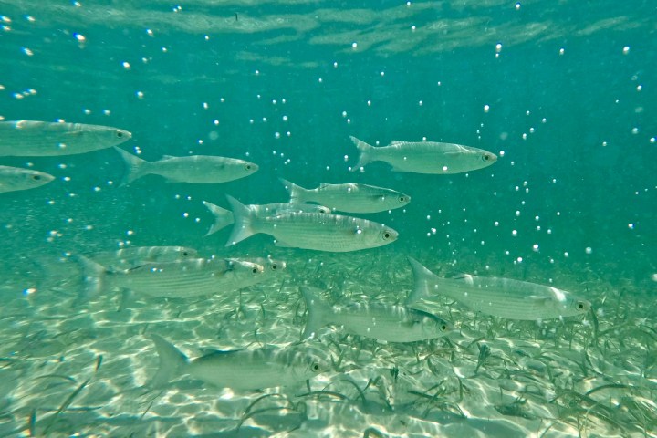 a group of clear blue water