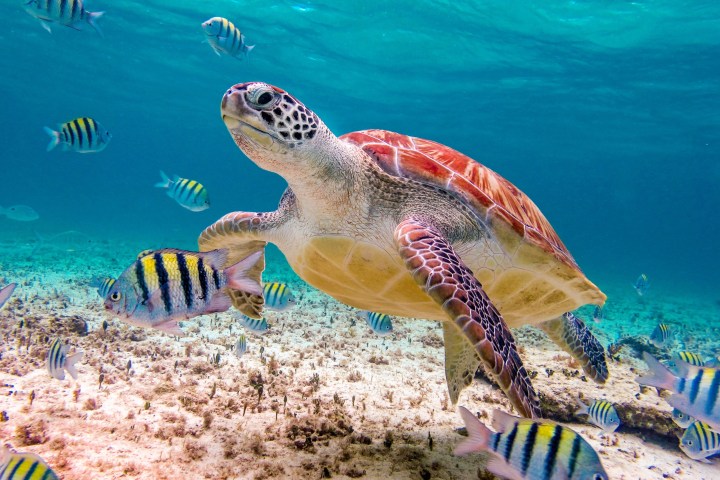 a turtle swimming under water