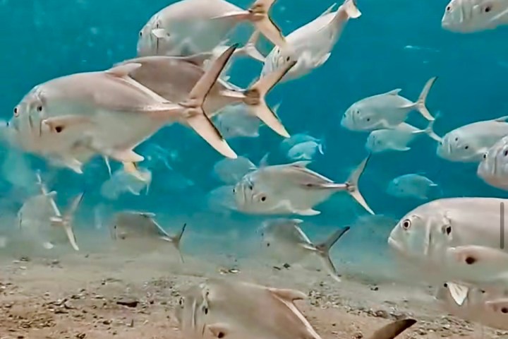 Underwater scene with a school of silver fish swimming above sandy sea floor.