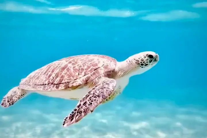 Sea turtle swimming in clear blue ocean water above sandy seafloor.