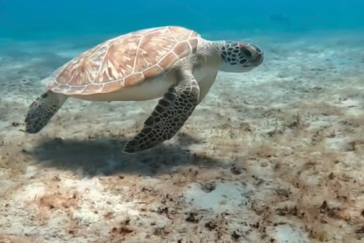 Sea turtle swimming above sandy ocean floor in clear blue water.