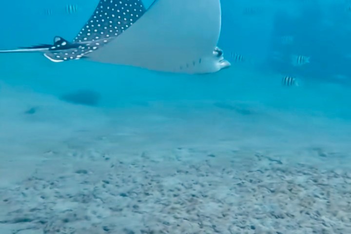 Spotted eagle ray swimming over sandy ocean floor with fish in background.