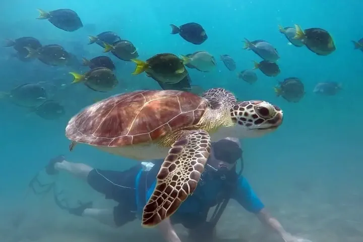 Underwater photo of a sea turtle swimming near a scuba diver and school of fish.