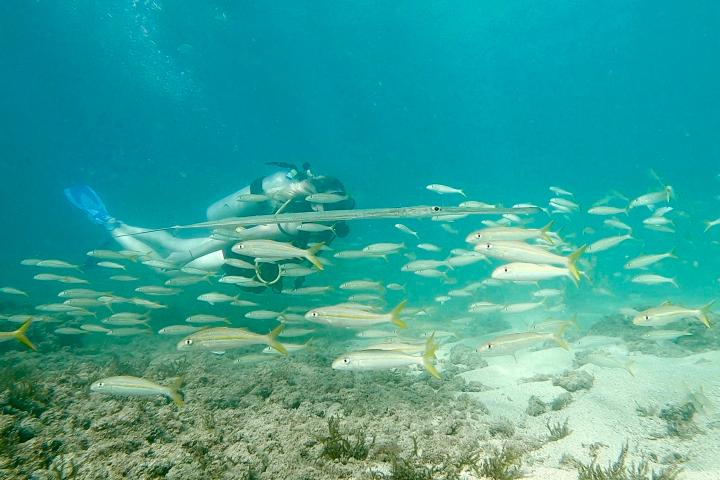 underwater view of a body of water