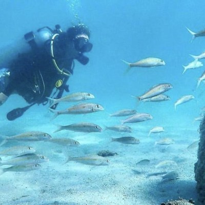 a bird swimming in water