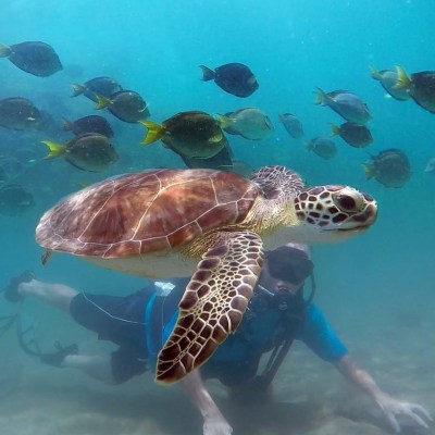 a turtle swimming under water