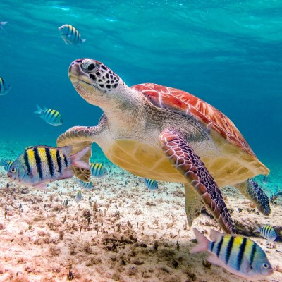 a turtle swimming under water