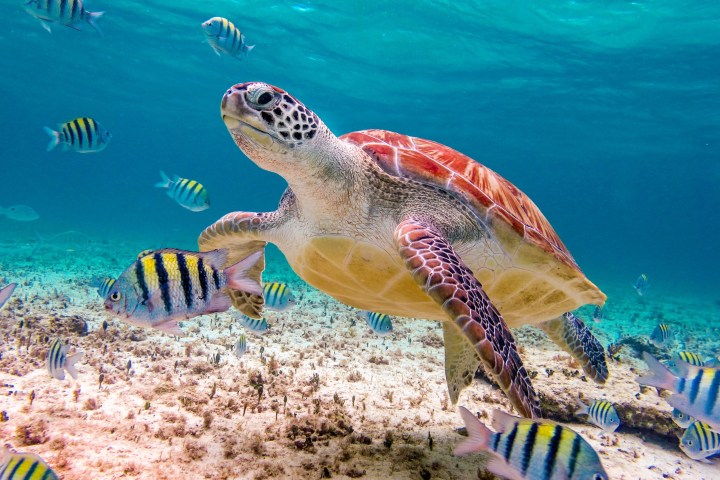 tortugas en san juan puerto rico