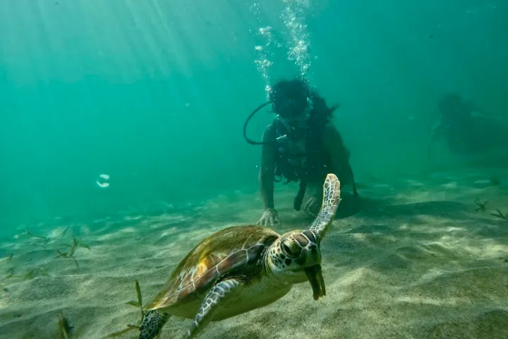 Underwater scene with a sea turtle swimming near scuba divers.