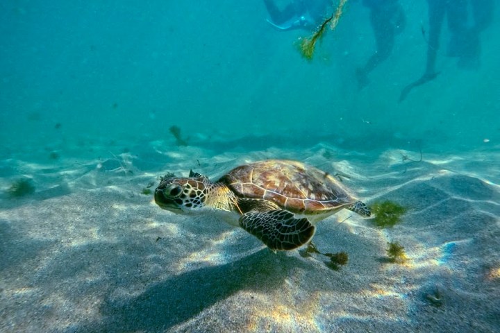 Sea turtle swimming underwater near the ocean floor with snorkelers in the background.