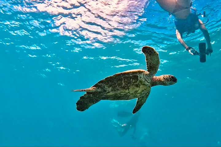 Sea turtle swimming underwater with snorkeler above